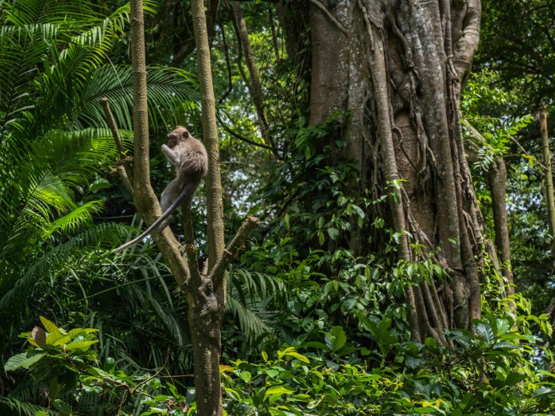 <p>scimmie, Bali</p>